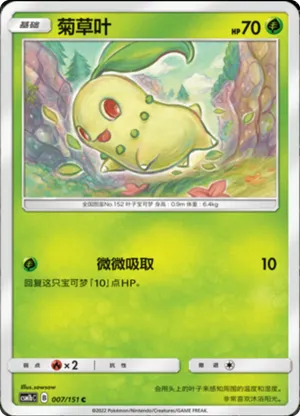 菊草叶