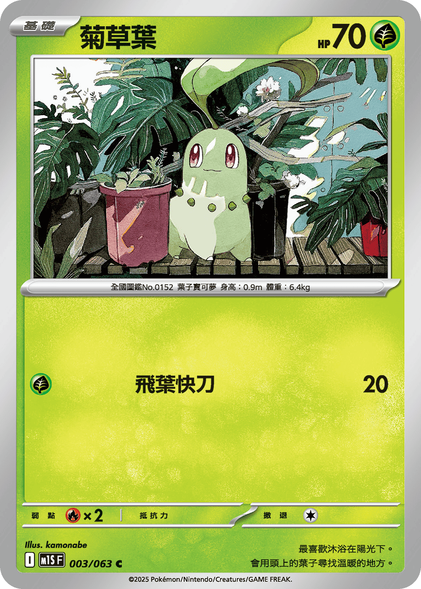 菊草叶