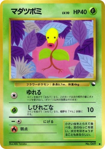 マダツボミ